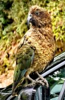 Frecher Kea auf einem Autospiegel