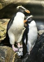 Pinguine im Milford Sound