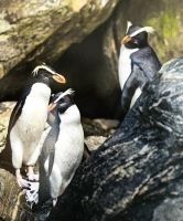 Fjordlandpinguine im Milford Sound