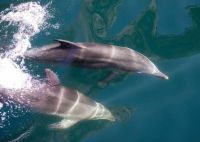 Delfine begleiten uns heute und springen aus dem Wasser