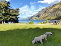 Friedlich grasende Schäfchen auf Walters Peak Farm 