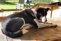 Die fleißige Hündin der Schäferin hört auf Wort und Pfiff