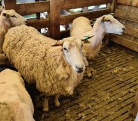 Dieses Schaf muß geschoren werden, Walters Peak