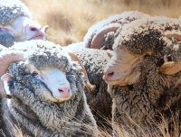 Plüschige Schafe auf Walters Peak