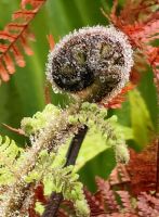 Ein Farnwedel entfaltet sich nach dem Regen, Fox Glacier