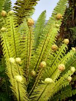 Nach dem Regen glänzt alles in sattem Grün, hier ein Farn, Fox Glacier