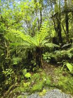 Im Regenwald am Fox Glacier ist alles üppig grün, hier ein Baumfarn