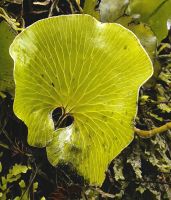 Trichomanes Reniforme (Nierenfarn) kommt ausschließlich in Neuseeland vor und wird von den Maori Ongaonga genannt