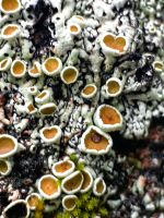 Brigantiaea Chrysosticta, Baumflechte im Regenwald beim Fox Glacier