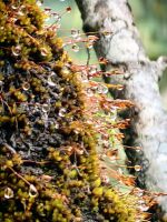 Die Regentropfen hängen noch am Moos beim Fox Glacier Wald
