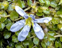 Lobelia arenaria, Regenwald am Foxgletscher