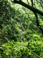 Nach so üppigem Regen, rinnt überall das Wasser herunter, Fox Gletscher