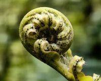 Ein Farnblatt entfaltet sich, Fox Gletscher