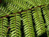 Farn hat bei den Maori eine besondere Bedeutung