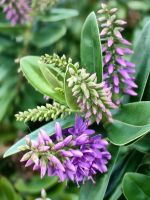 Veronica Salicifolia, Hokitika