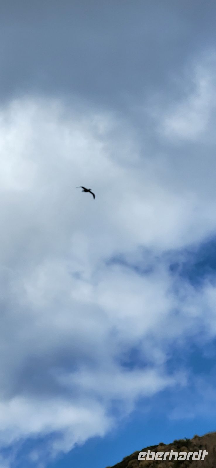 230 Albatros