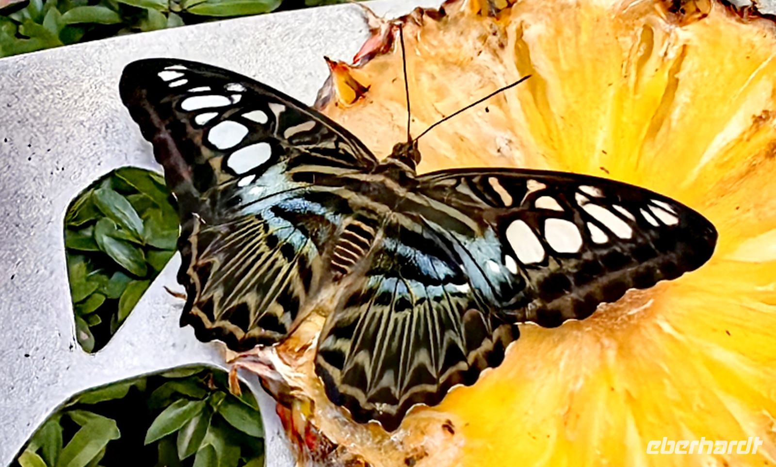 Schmetterlingsgarten Singapur Airport