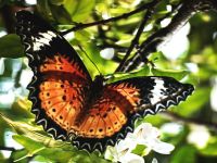 Schmetterlingsgarten Singapur Airport