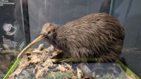 20241223 11 ein Kiwi....