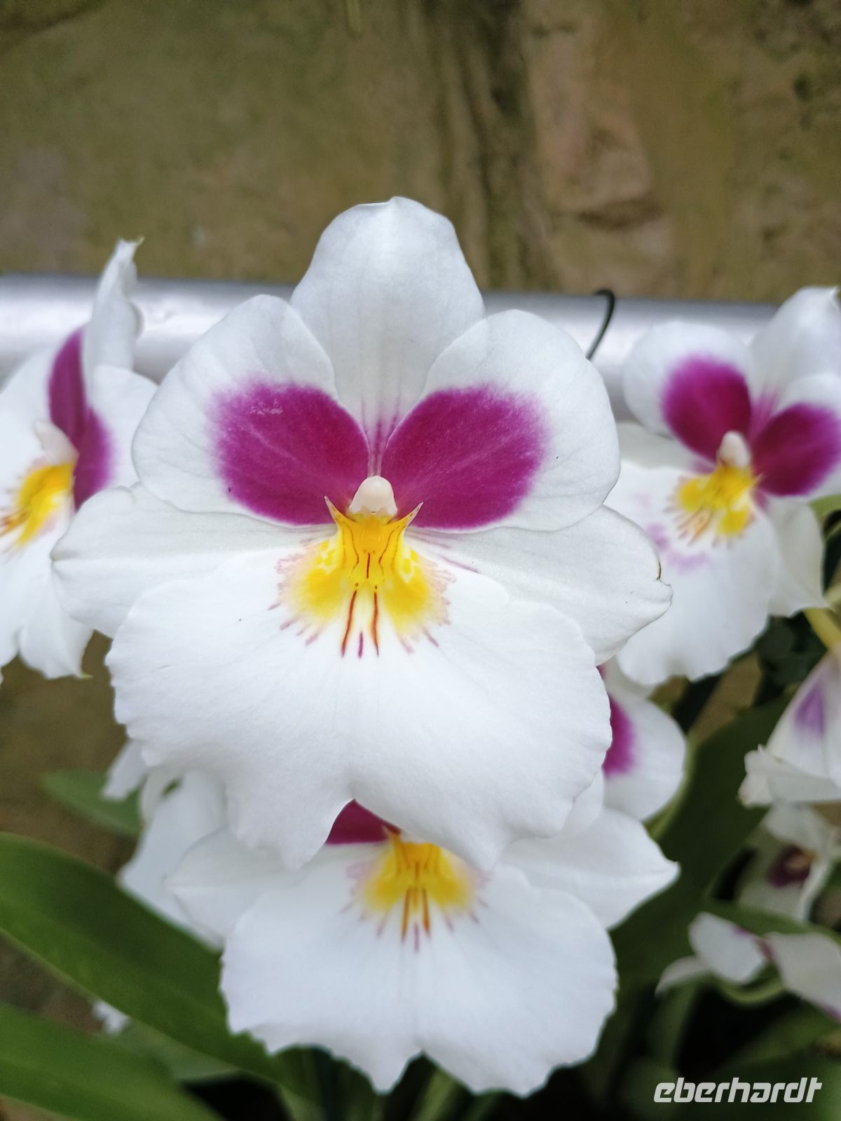 Singapur - Botanischer Garten