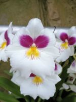 Singapur - Botanischer Garten