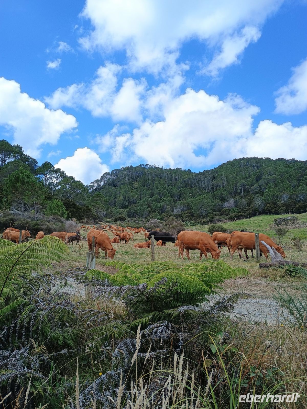 Coromandel Halbinsel