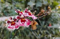 Orchideengarten, Singapur 