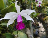 Orchideengarten, Singapur