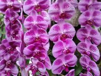 Orchideengarten, Singapur 