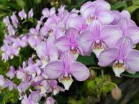 Orchideengarten, Singapur 