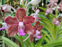 Orchideengarten, Singapur