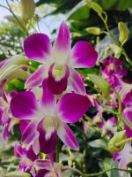 Orchideengarten, Singapur 