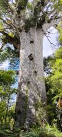 Tane Mahuta