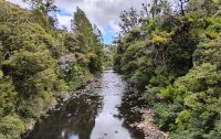 Waipoua Forest