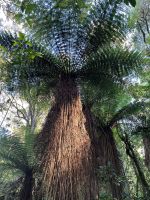 Baumfarn, Rimo Walk, Tongariro Nationalpark
