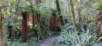 Rimo Walk in Ohakune, Tongariro Nationalpark