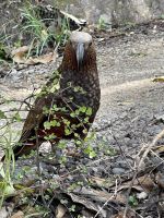 Kãka, Kapiti Island