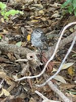 Pipit, Kapiti Island
