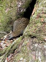 Weka, Kapiti Island