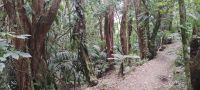 Wanderweg auf Kapiti Island 
