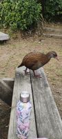 Weka, Kapiti Island 