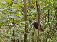 Kãka, Kapiti Island 