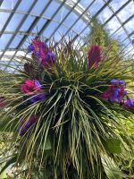 26.02.2025: Freizeit in Singapur Cloud Forest