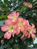 26.02.2025: Freizeit in Singapur Cloud Forest