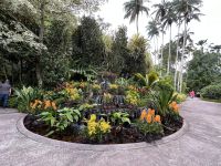 26.02.2025: Stadtrundfahrt in Singapur National Orchid Garden