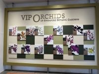 26.02.2025: Stadtrundfahrt in Singapur National Orchid Garden