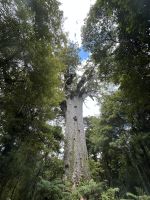 28.02.2025: Tane Mahota