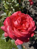 07.03.2025: Freizeit in Wellington  Rosengarten