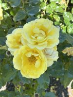 07.03.2025: Freizeit in Wellington  Rosengarten