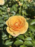 07.03.2025: Freizeit in Wellington Rosengarten